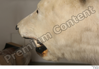 Polar bear mouth 0001.jpg